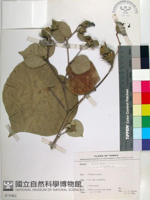 黃槿藏品圖，第1張