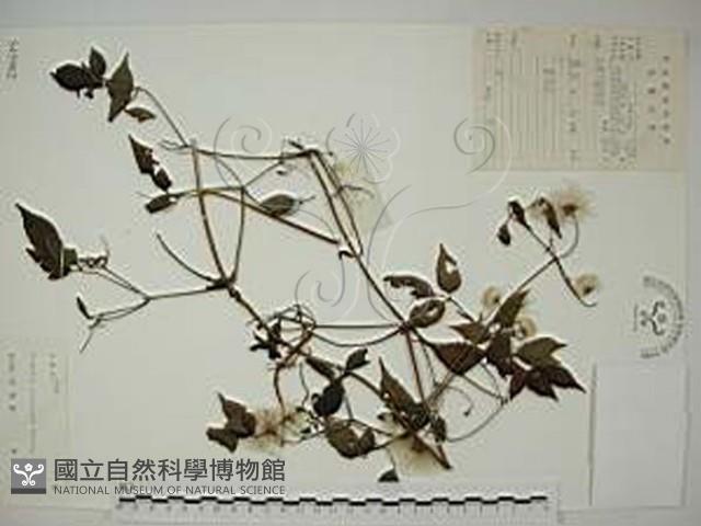 小木通藏品圖，第1張