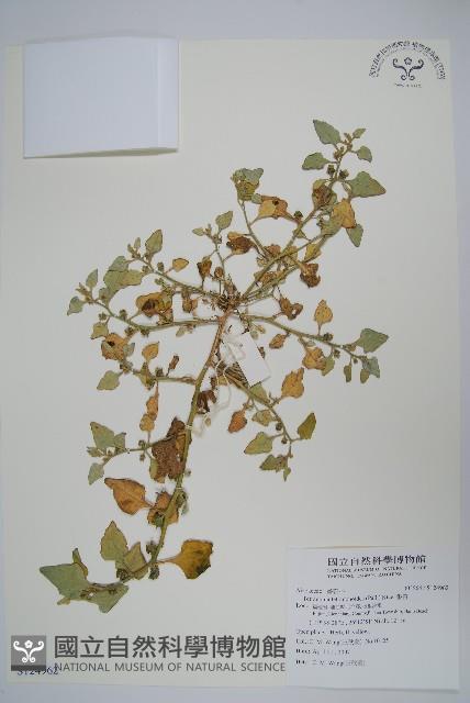 番杏藏品圖，第1張