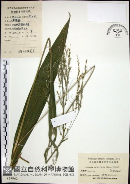 棕葉狗尾草藏品圖，第1張