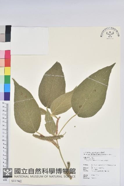 花蓮鐵莧、臺東鐵莧藏品圖，第1張