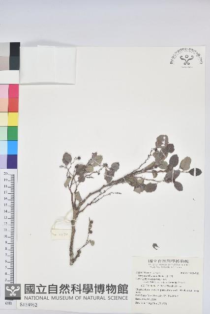 紅仔珠藏品圖，第1張