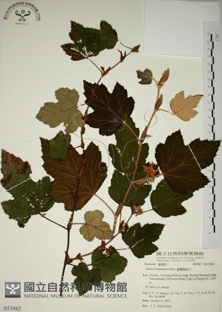 臺灣懸鉤子藏品圖，第1張