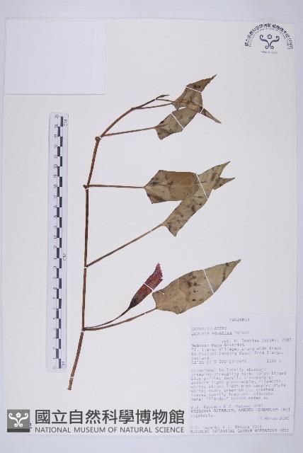 甕菜、空心菜藏品圖，第1張