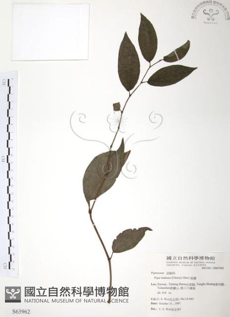 風藤藏品圖，第1張