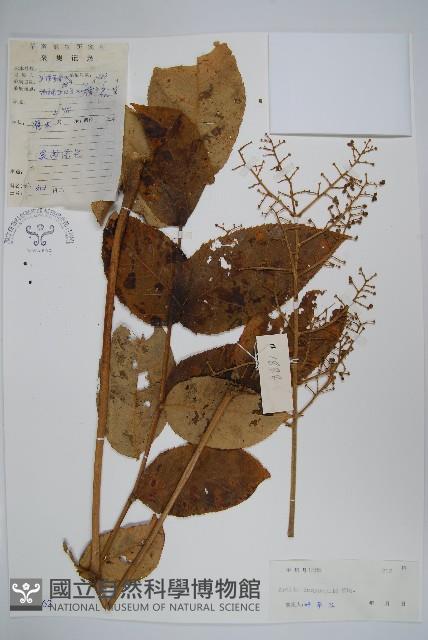 頭序蔥木藏品圖，第1張