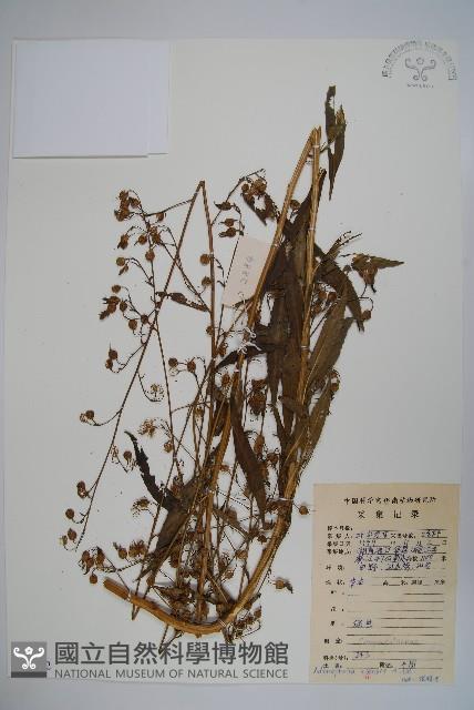 中華沙參藏品圖，第1張