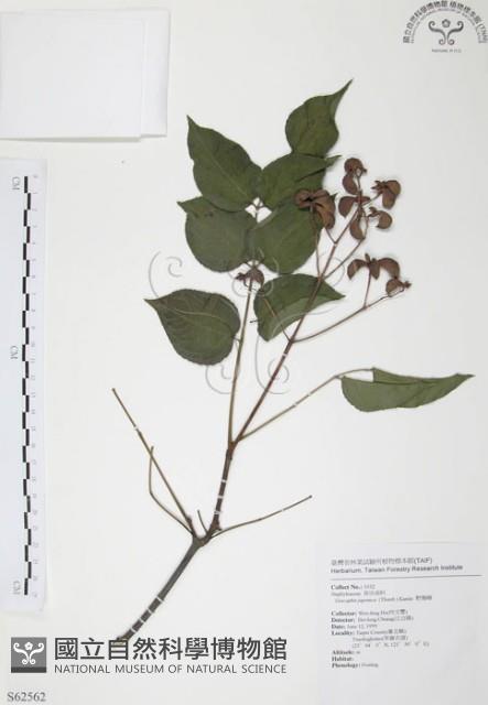 野鴉椿藏品圖，第1張