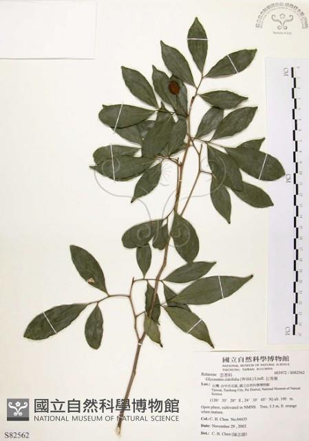 石苓舅藏品圖，第1張