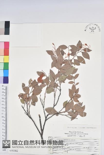 大葉越橘、來特氏越橘藏品圖，第1張