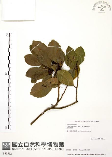 烏來冬青藏品圖，第1張