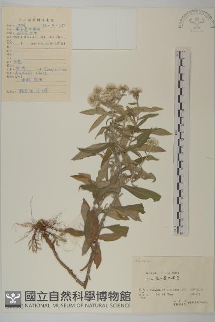 香青藏品圖，第1張