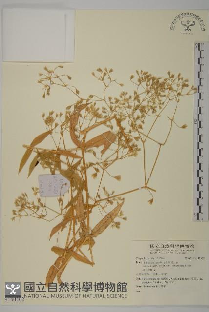 登錄號:S140562藏品圖，第1張