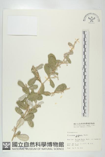 宜梧藏品圖，第1張