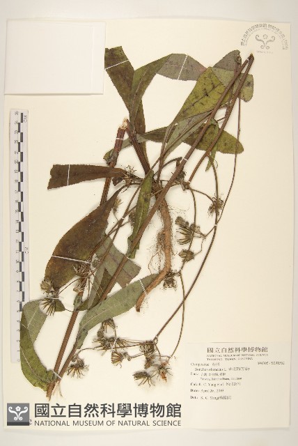 苦滇菜、苦菜藏品圖，第1張