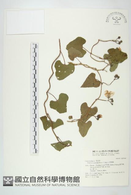 菜欒藤藏品圖，第1張