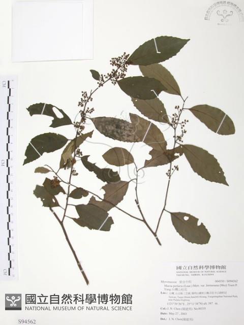 台灣山桂花藏品圖，第1張
