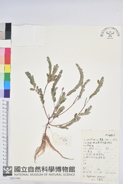 葉下珠、珠仔草藏品圖，第1張