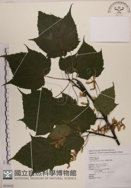 臺灣紅榨槭藏品圖，第1張