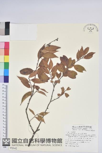 巒大越橘藏品圖，第1張