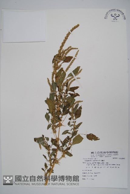 刺莧藏品圖，第1張