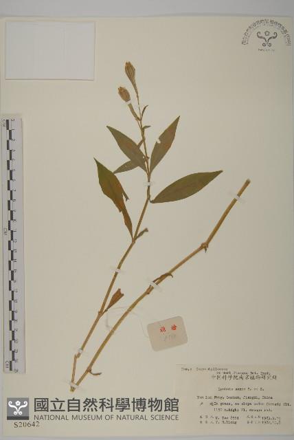 剪秋羅、剪秋紗、漢宮秋藏品圖，第1張