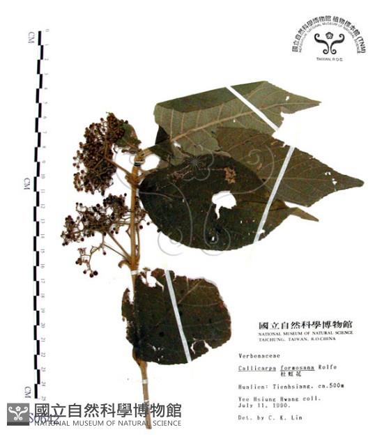 杜虹花，台灣紫珠藏品圖，第1張