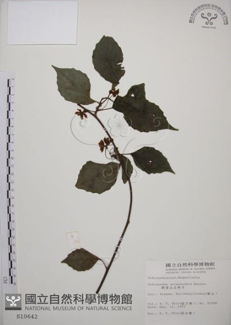 阿里山五味子藏品圖，第1張