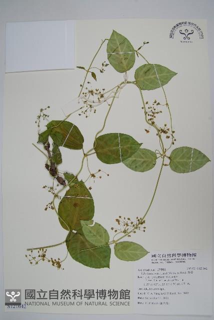 鷗蔓藏品圖，第1張