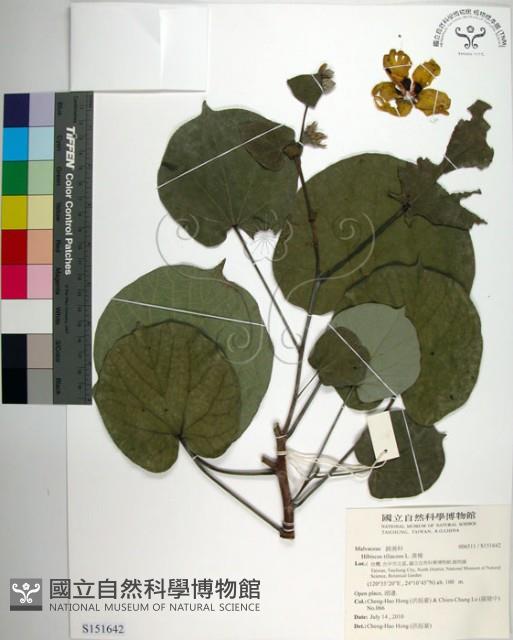 黃槿藏品圖，第1張