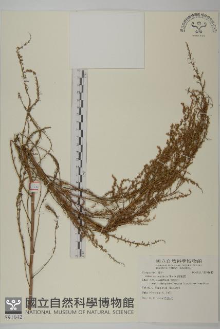 茵蔯蒿藏品圖，第1張