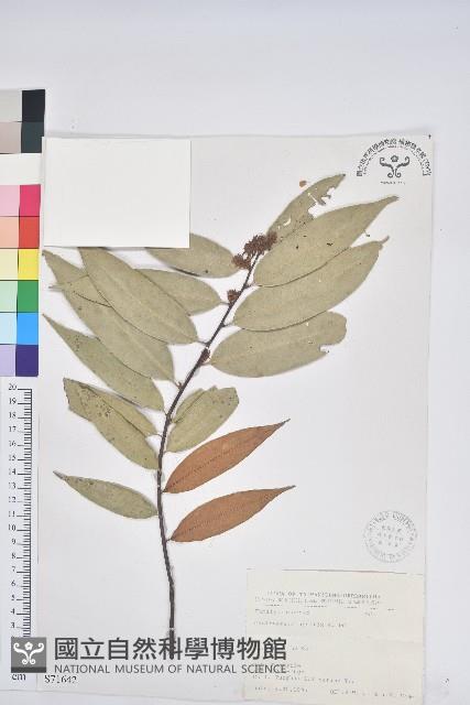 刺栲、鉤栗、火燒柯藏品圖，第1張