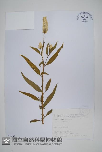 青葙藏品圖，第1張