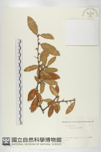 胡頹子藏品圖，第1張