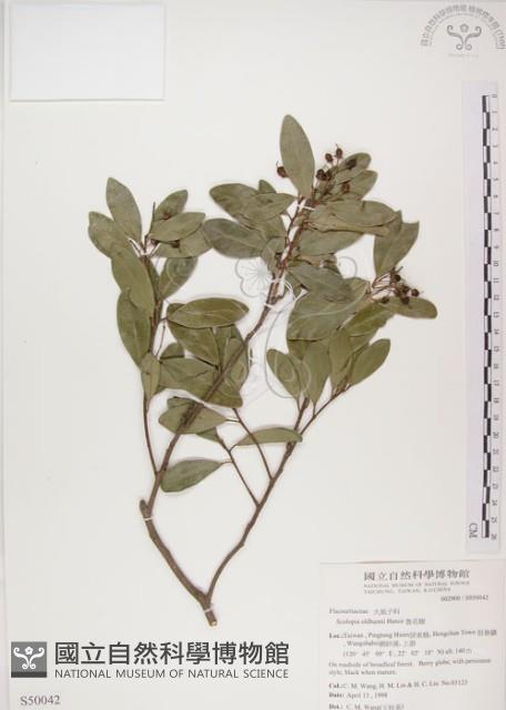 Oldham Solopia Collection Image