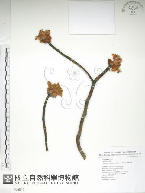 臺灣擦樹藏品圖，第1張