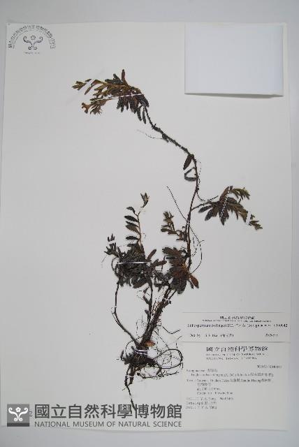 梓木草藏品圖，第1張