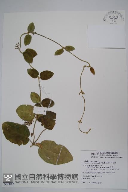 鷗蔓藏品圖，第1張