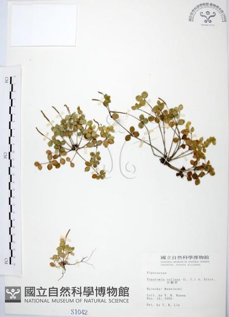 小椒草藏品圖，第1張