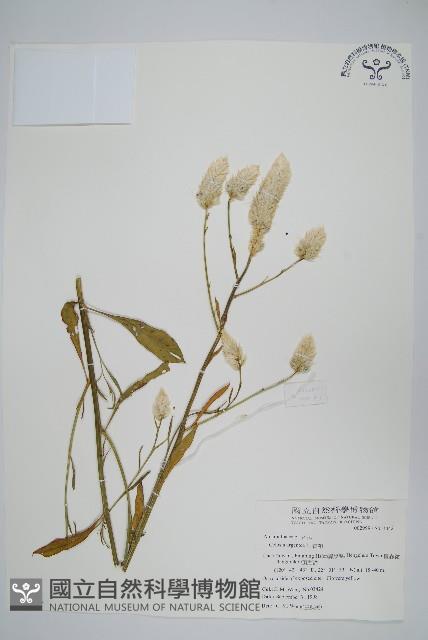 青葙藏品圖，第1張