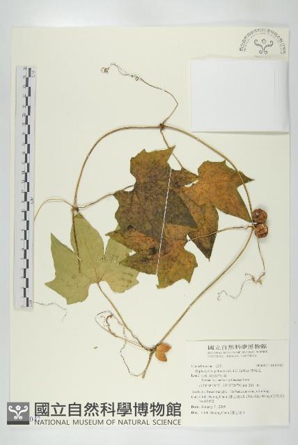 雙輪瓜藏品圖，第1張