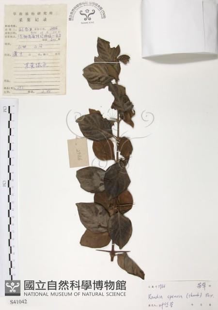 對面花藏品圖，第1張