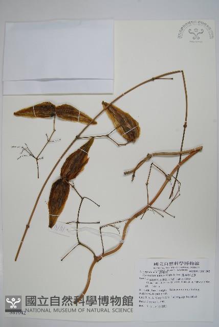 翅果杯冠藤藏品圖，第1張