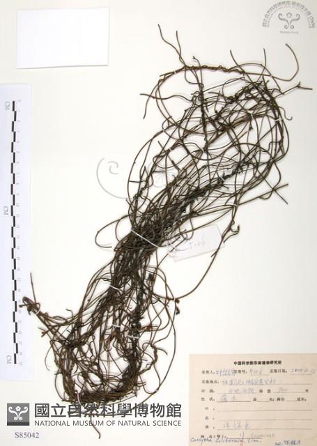 無根草藏品圖，第1張