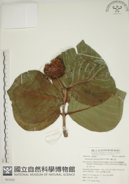 欖仁舅藏品圖，第1張
