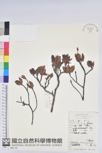 守城滿山紅、馬禮士杜鵑藏品圖，第1張