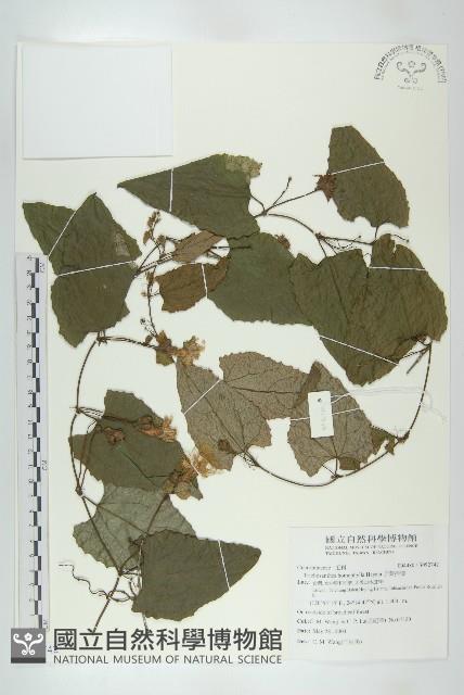 芋葉括樓藏品圖，第1張