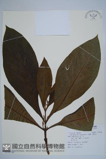 假酸漿、碧果草藏品圖，第1張