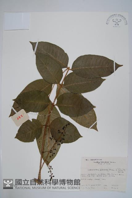 木蜡樹、野漆樹藏品圖，第1張