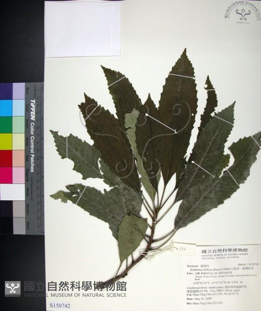 山枇杷、臺灣枇杷藏品圖，第1張